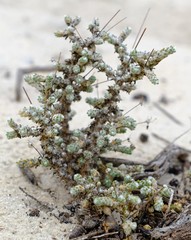 Pharnaceum microphyllum