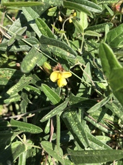 Rhynchosia totta totta