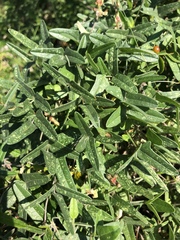 Rhynchosia totta totta