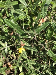 Rhynchosia totta totta