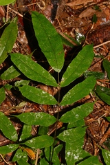 Grypothrix megacuspis