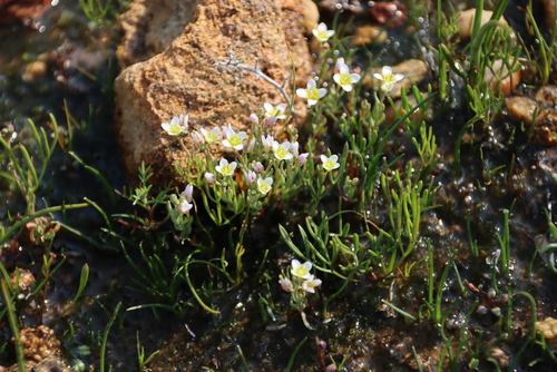 Tiny Sunspurge (Heliophila namaquana)
