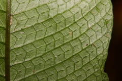 Grypothrix megacuspis