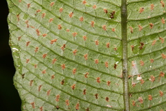 Grypothrix megacuspis