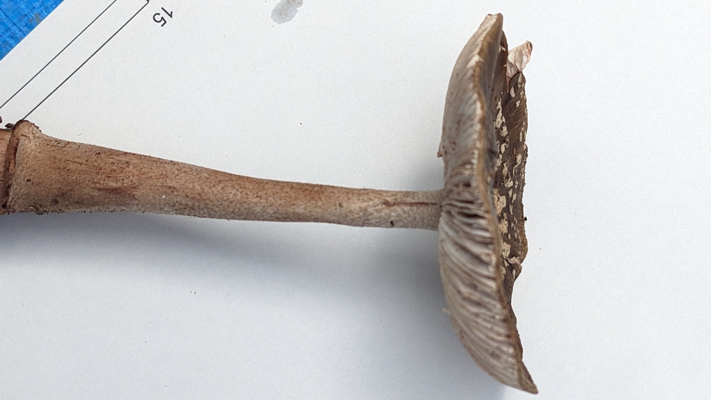 Amanita rubescens · September 2023 · photo: © atsushi_nakajima_cirque (iNaturalist, cc-by)
