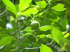 Citrus × microcarpa