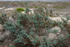 Suaeda plumosa
