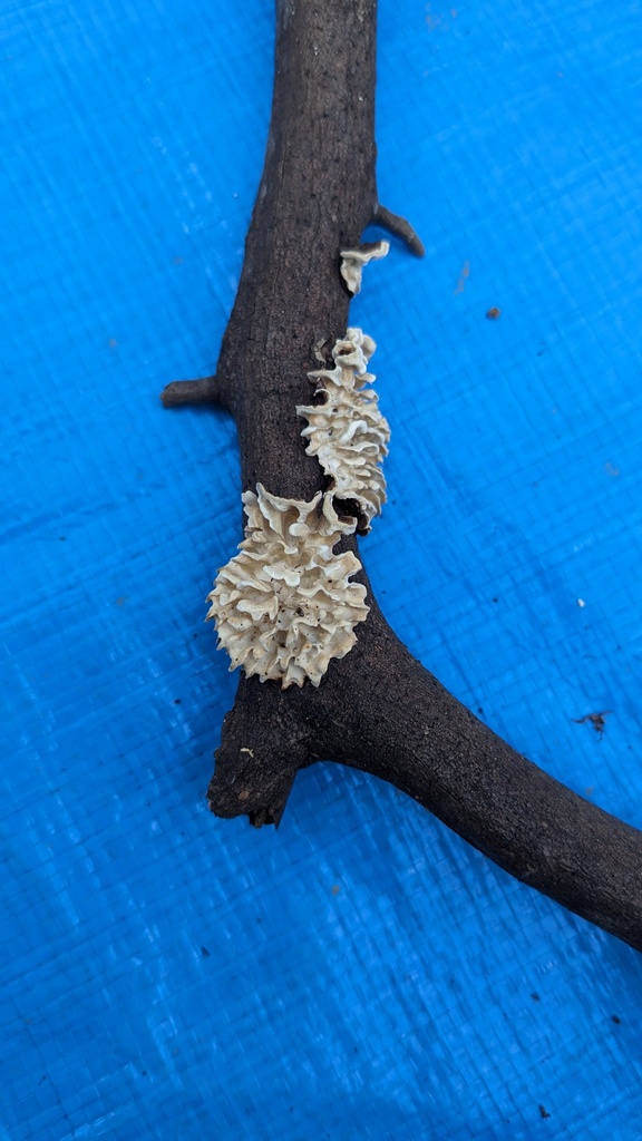Daedaleopsis styracina · September 2023 · photo: © atsushi_nakajima_cirque (iNaturalist, cc-by)