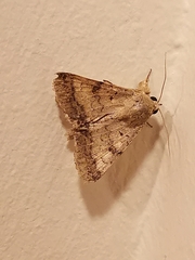 Pandesma quenavadi