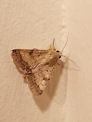 Pandesma quenavadi
