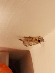 Pandesma quenavadi