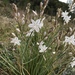 Onion-Leafed Asphodel - Photo (c) jbiloba, some rights reserved (CC BY-NC)