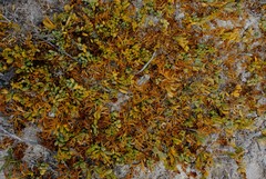 Thesium frisea