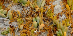 Thesium frisea