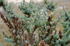 Suaeda plumosa