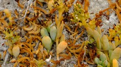 Thesium frisea