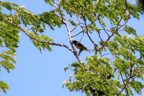 Kilifi Weaver (Ploceus golandi), photo 2