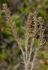 Ifloga polycnemoides