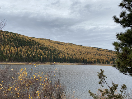 Western larch (Larix occidentalis)