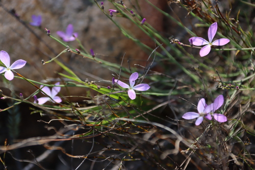 Image of Heliophila juncea by (c) Tony Rebelo, some rights reserved (CC BY-SA)
