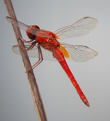 Crocothemis servilia