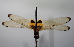 Rhyothemis phyllis