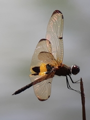 Rhyothemis phyllis