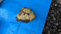Hypomyces tremellicola