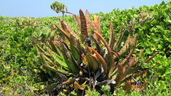 Gasteria acinacifolia