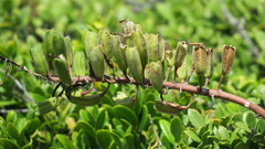 Gasteria acinacifolia