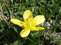 Ranunculus cordiger