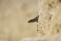 Phoenicolacerta troodica