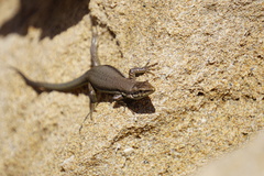 Phoenicolacerta troodica