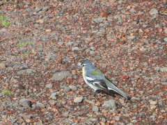 Fringilla coelebs moreletti