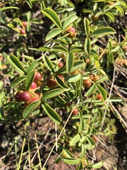 Searsia rigida rigida