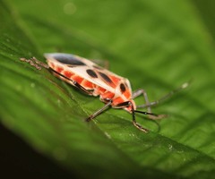 Physopelta albofasciata