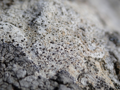 Bagliettoa calciseda