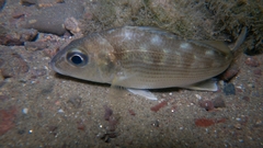 Yellowstripe Grunt photo 1