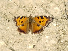 Nymphalis xanthomelas