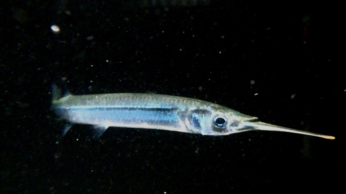 Jumping halfbeak (Hemiramphus saltator) — Hemiramphidae