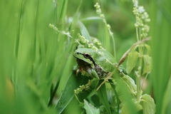 Hyla savignyi