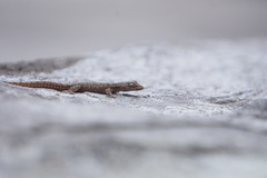 Mediodactylus orientalis