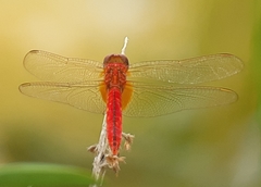Crocothemis servilia