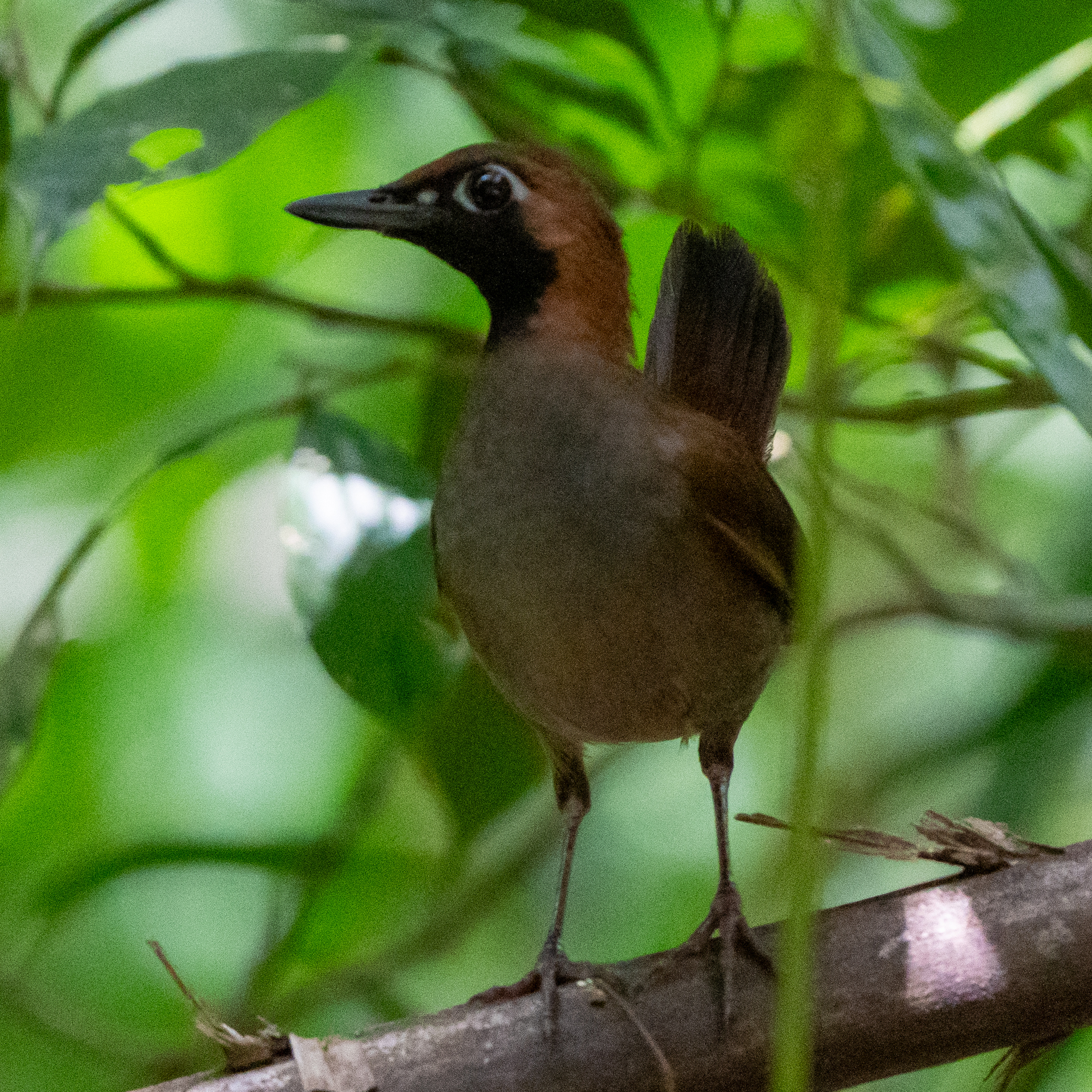 Black-faced Antthrush (Formicarius analis)