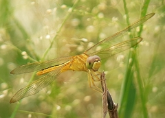 Crocothemis servilia