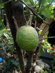 Citrus