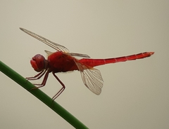 Crocothemis servilia