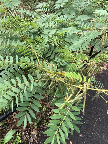 Senna hebecarpa