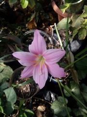 Zephyranthes carinata
