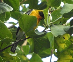 Spindalis nigricephala